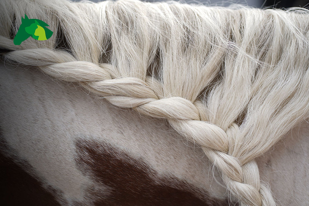 Erfahrung zur Haaranalyse bei Stute Cosma