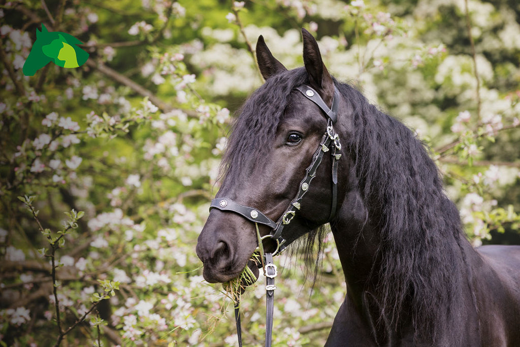 Erfahrungsbericht: Probleme mit dem Fellwechsel? Nehls Horsewellness-Fit hilft Titano