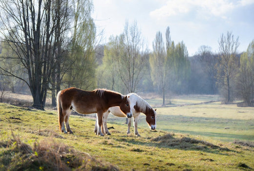 Pferd anweiden im Frühjahr – Fruktan, Risiken & richtiger Anweideplan