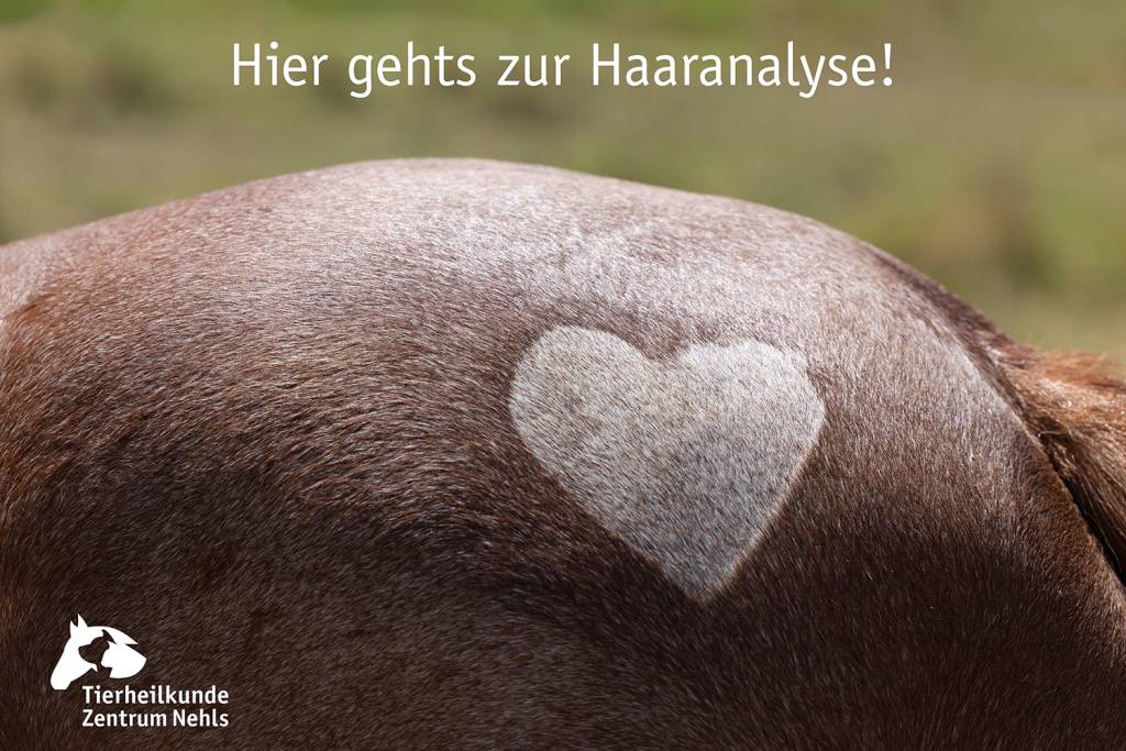 Nehls Bioresonanz Haaranalyse