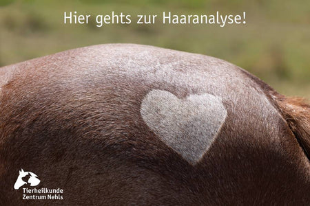 Bioresonanz-Haaranalyse für Tiere