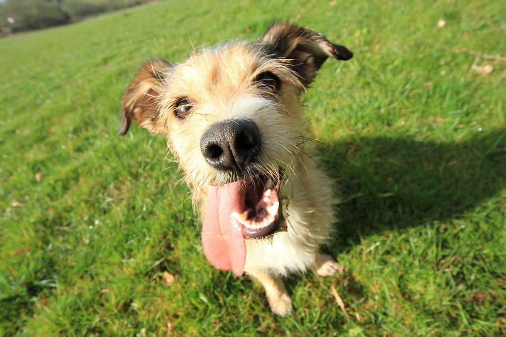 Wegen Hitze Hechelnder Hund auf Wiese