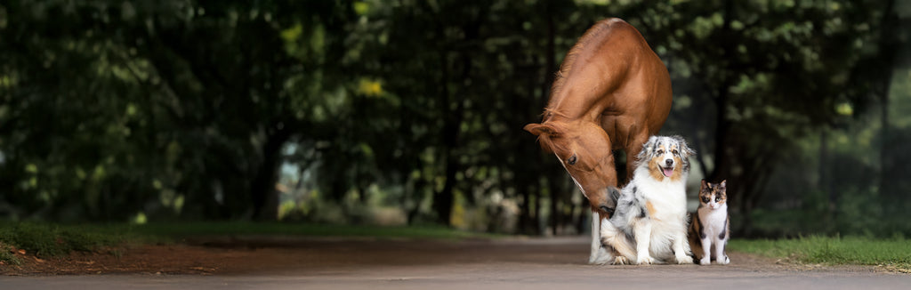 Pferd Hund Katze von Allee